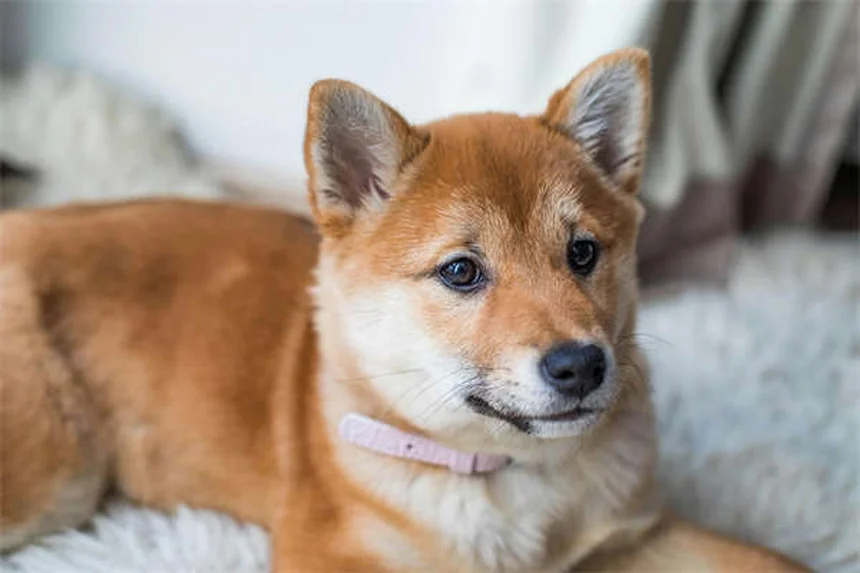 Dog Zoomies Explained: Why Your Pup Goes Crazy Running in Circles