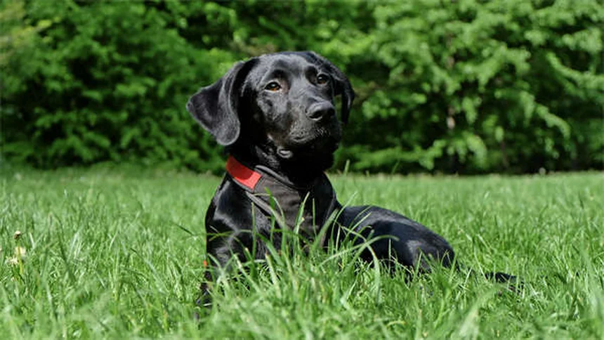Dog Zoomies Explained: Why Your Pup Goes Crazy Running in Circles