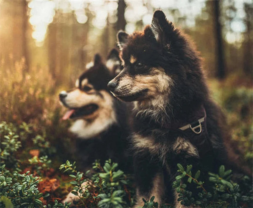 Why Do Puppies Chew Everything? 5 Surprising Reasons & Fixes
