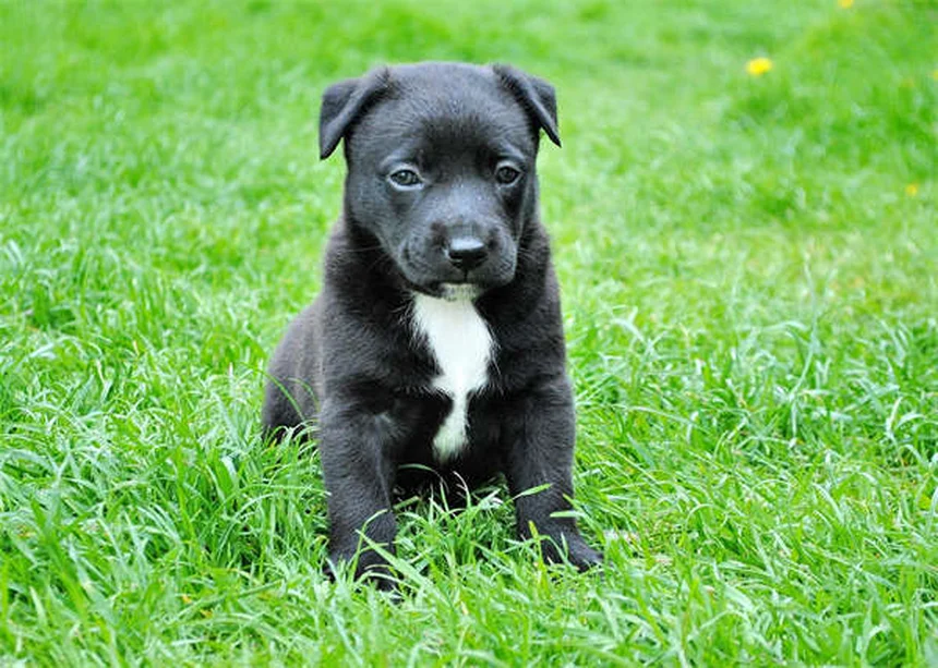 Why Do Puppies Chew Everything? 5 Surprising Reasons & Fixes