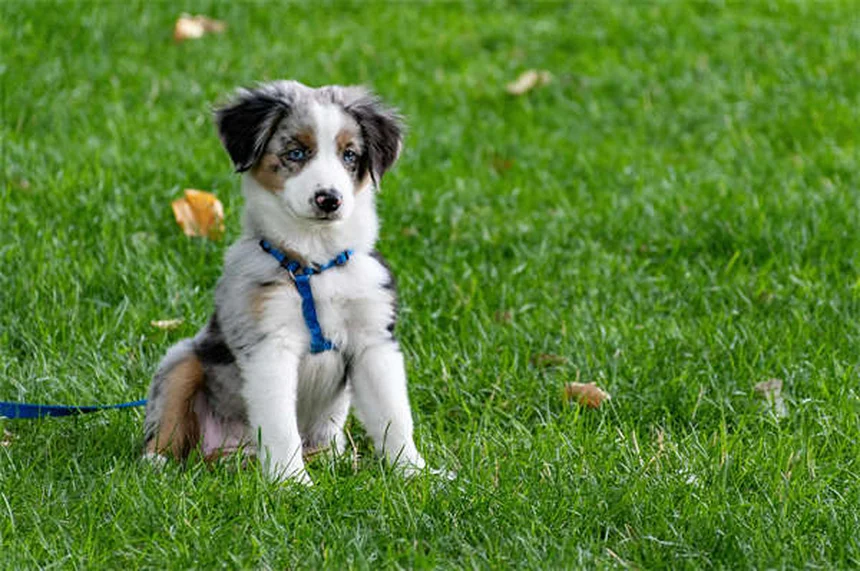 Why Do Puppies Chew Everything? 5 Surprising Reasons & Fixes
