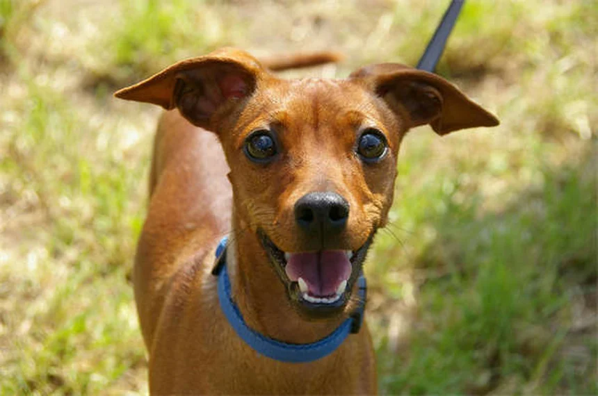 When Can Puppies Safely Be Around Other Dogs? Expert Guide