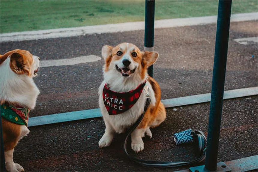 When Can Puppies Safely Be Around Other Dogs? Expert Guide