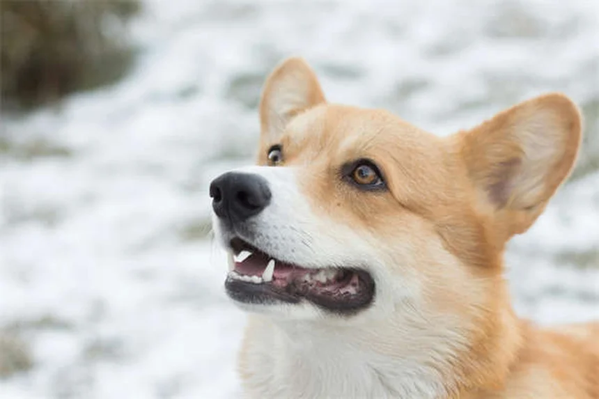 When Can Puppies Safely Be Around Other Dogs? Expert Guide
