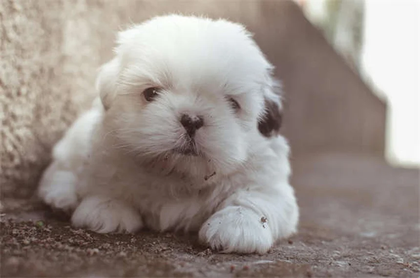 Trazodone for Dogs: Safe Dosage, Side Effects & Anxiety Relief