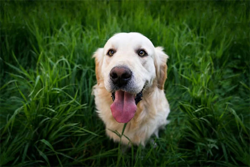 Trazodone for Dogs: Safe Dosage, Side Effects & Anxiety Relief