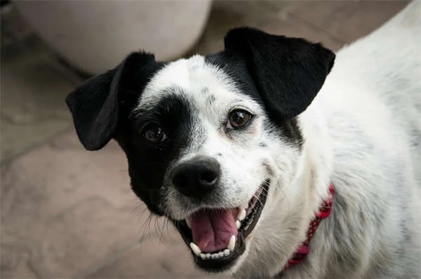 Trazodone for Dogs: Safe Dosage, Side Effects & Anxiety Relief