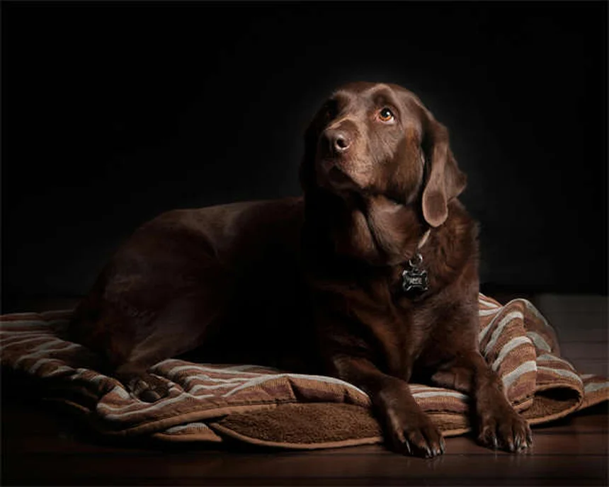Clomicalm for Dogs: How It Helps Separation Anxiety & What to Expect