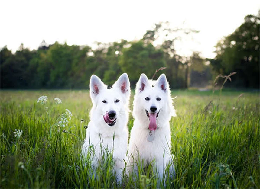 Clomicalm for Dogs: How It Helps Separation Anxiety & What to Expect