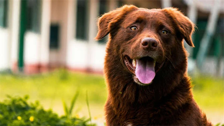 Clomicalm for Dogs: How It Helps Separation Anxiety & What to Expect