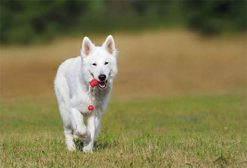 Clomicalm for Dogs: How It Helps Separation Anxiety & What to Expect