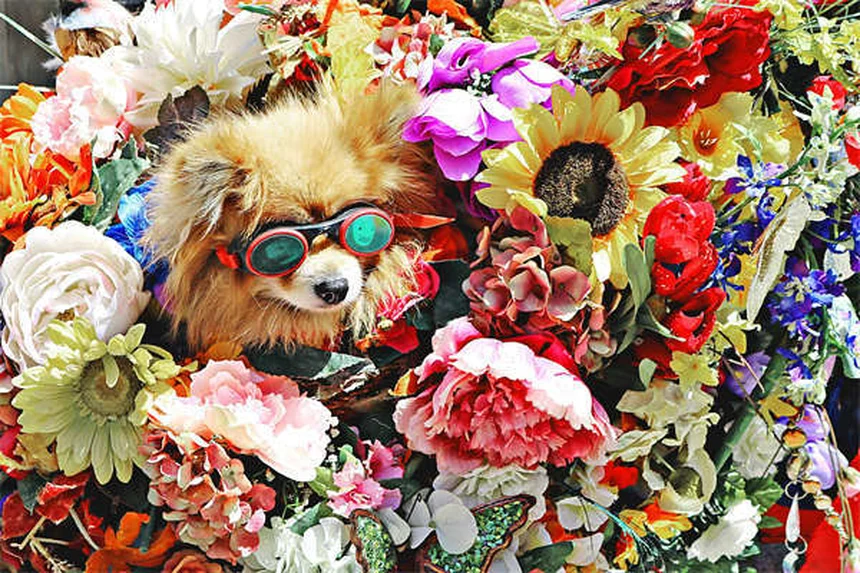 Why Do Dogs Pant? 5 Key Reasons & When to Worry