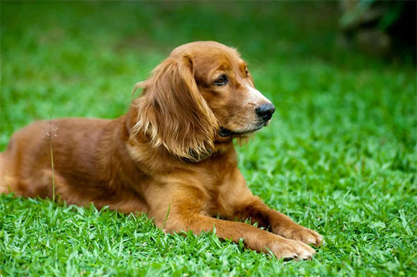 Why Do Dogs Pant? 5 Key Reasons & When to Worry