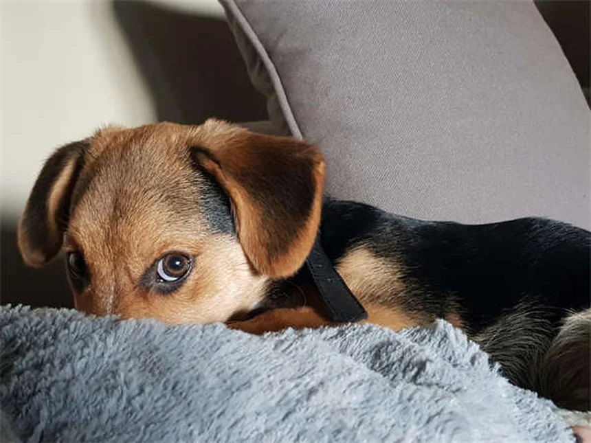 20 Rare Dog Breeds You've Never Heard Of (But Will Love)