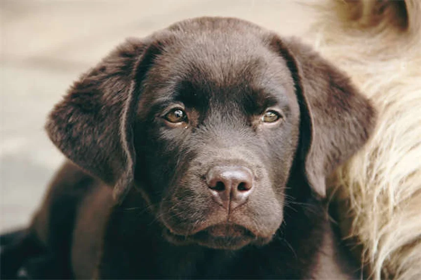 20 Rare Dog Breeds You've Never Heard Of (But Will Love)