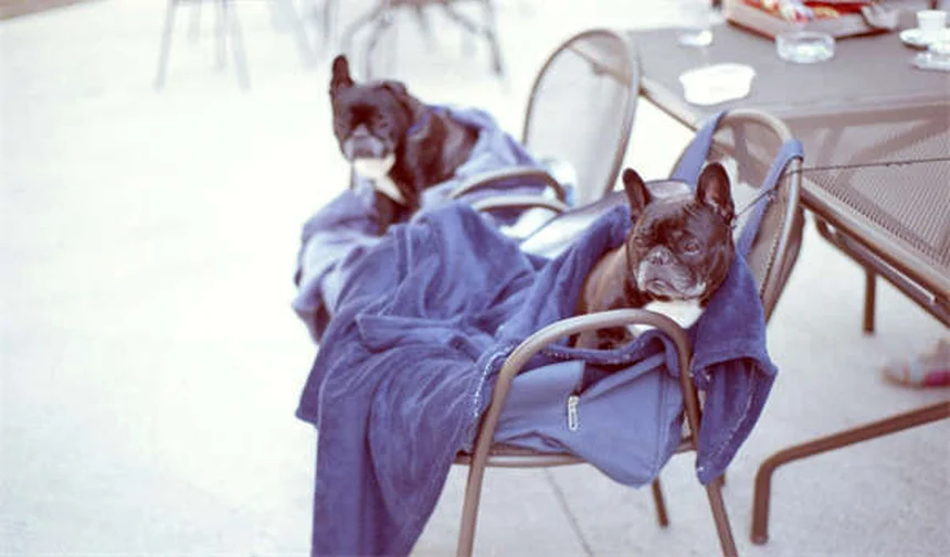 20 Rare Dog Breeds You've Never Heard Of (But Will Love)