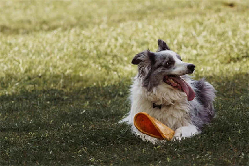 Pulmonic Stenosis in Dogs: 5 Critical Signs Every Owner Should Know