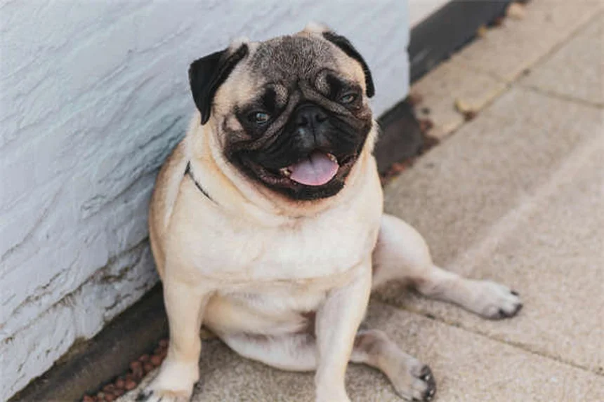 Pulmonic Stenosis in Dogs: 5 Critical Signs Every Owner Should Know