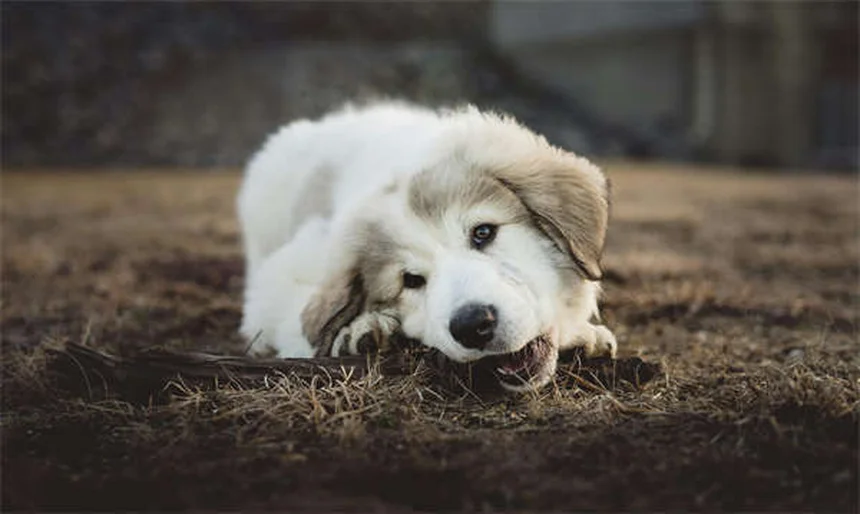 Pulmonic Stenosis in Dogs: 5 Critical Signs Every Owner Should Know