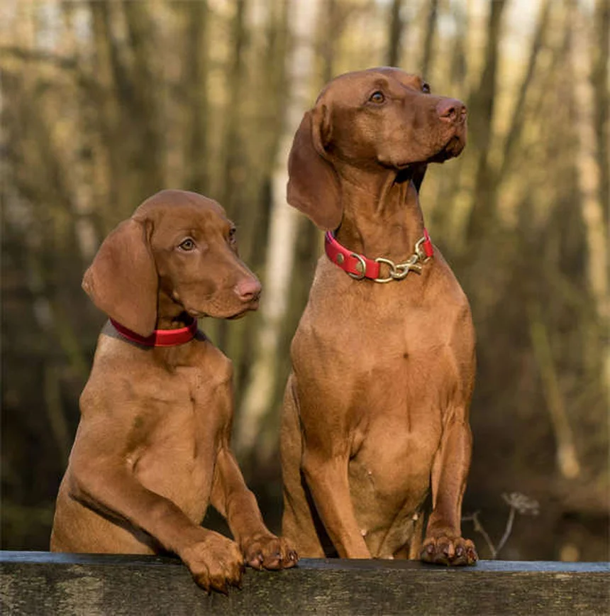 Chlorpheniramine for Pets: Safe Allergy Relief for Dogs & Cats