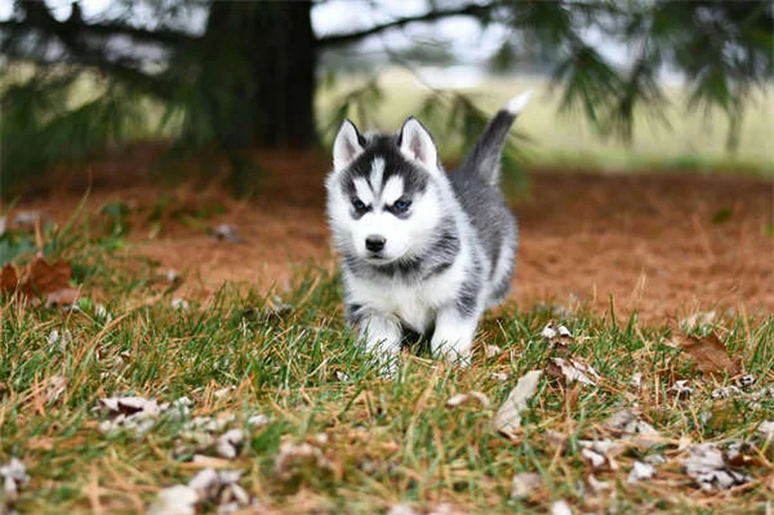 Chlorpheniramine for Pets: Safe Allergy Relief for Dogs & Cats