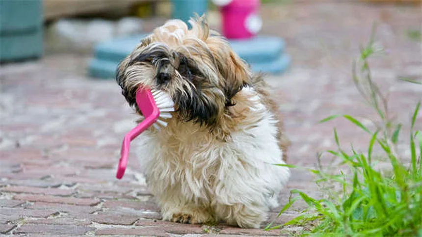 Revolution® for Cats & Dogs: Complete Guide to Flea & Heartworm Protection