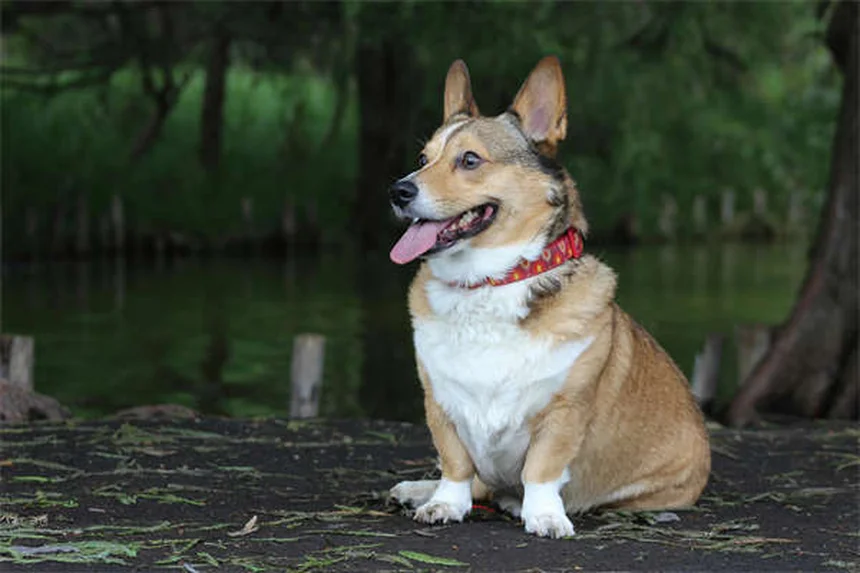 How to Safely Make Your Dog Throw Up: Vet-Approved Guide