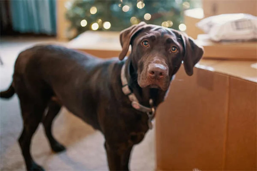 How to Safely Make Your Dog Throw Up: Vet-Approved Guide
