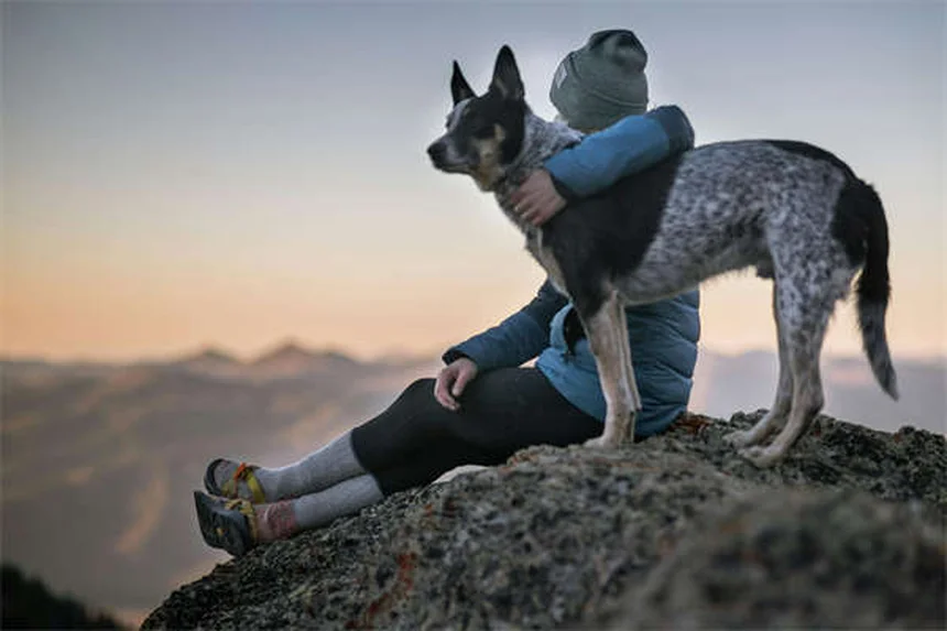 How to Safely Make Your Dog Throw Up: Vet-Approved Guide