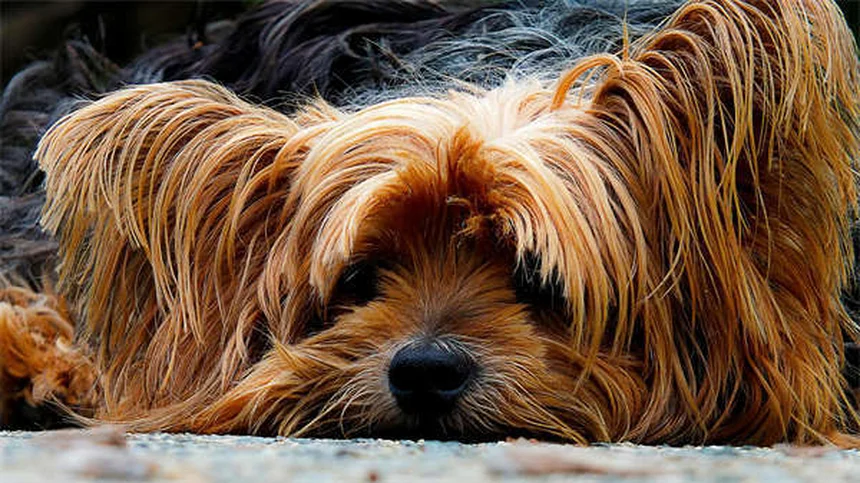 Why Is My Dog Shaking? 10 Common Causes Explained