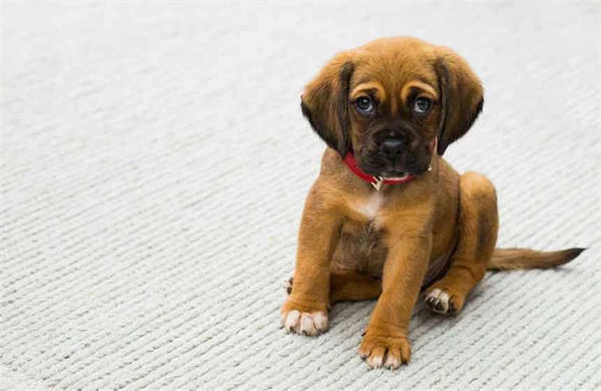 Why Is My Dog Shaking? 10 Common Causes Explained