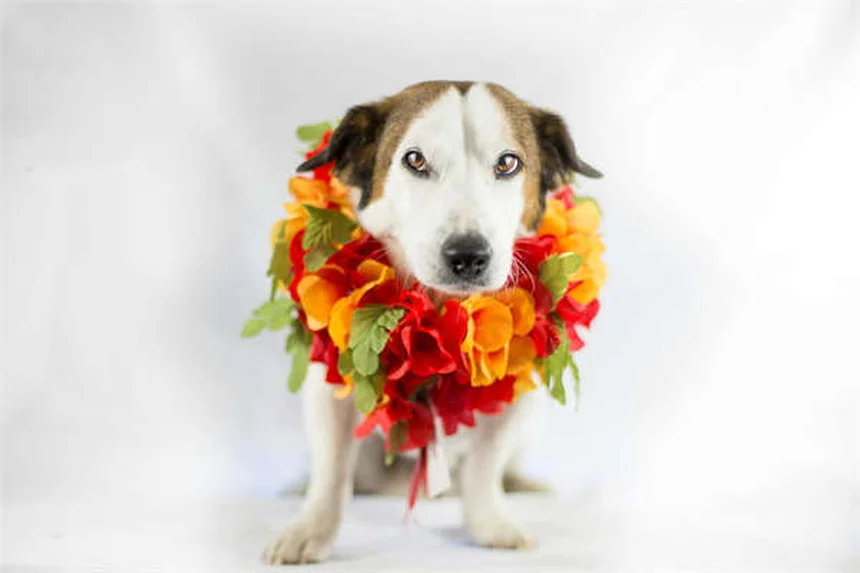 Why Is My Dog Shaking? 10 Common Causes Explained