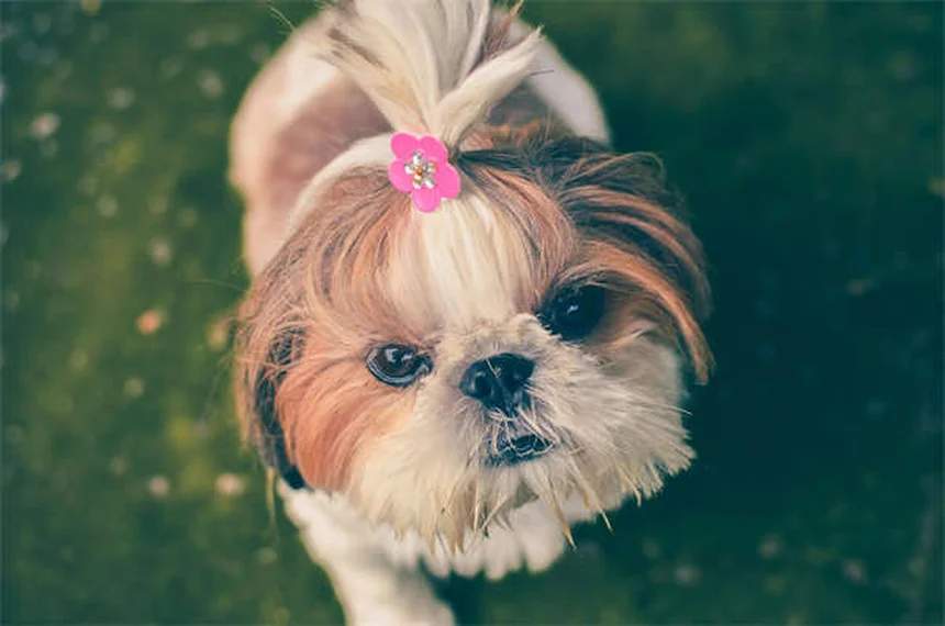 Dog Teeth Chattering: 7 Causes & When to Worry