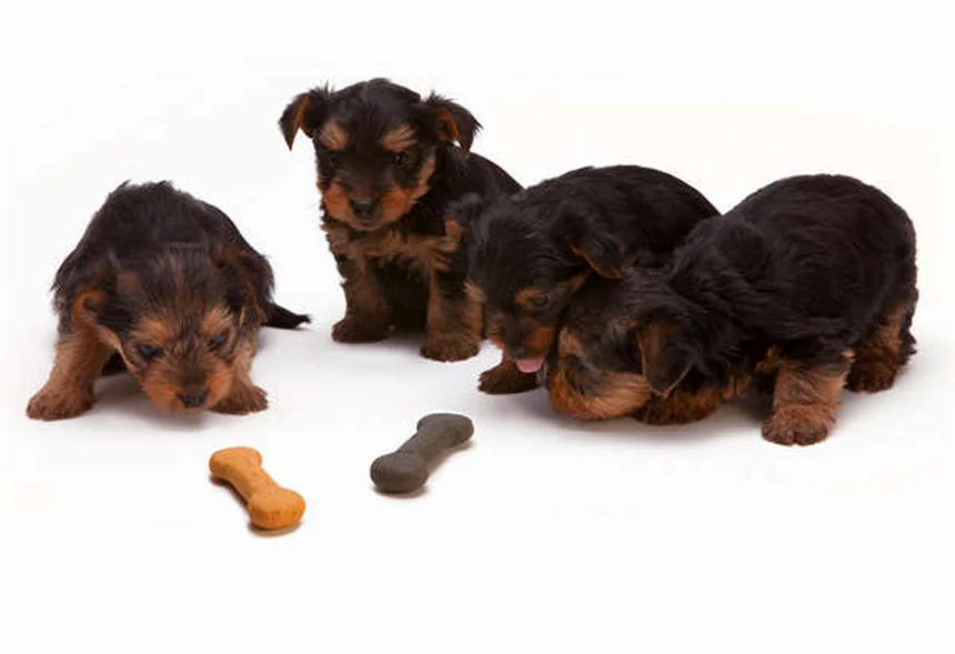 Dog Teeth Chattering: 7 Causes & When to Worry