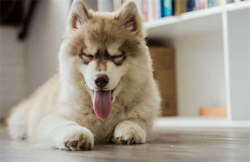 Dog Teeth Chattering: 7 Causes & When to Worry