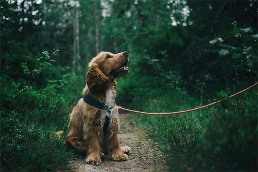 Dog Food Allergies vs Intolerance: Key Differences & Treatment Options