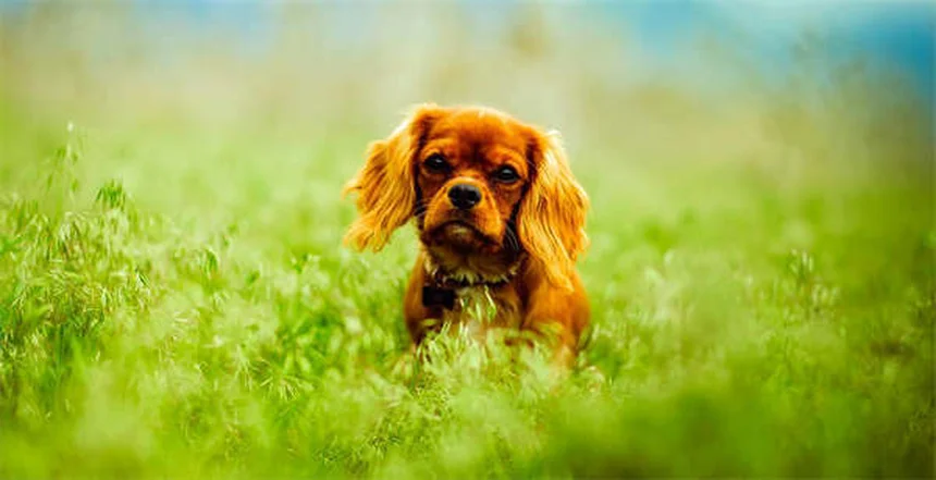 Dog Food Allergies vs Intolerance: Key Differences & Treatment Options