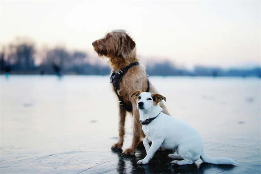 Gabapentin for Dogs: Uses, Dosage & Side Effects Explained