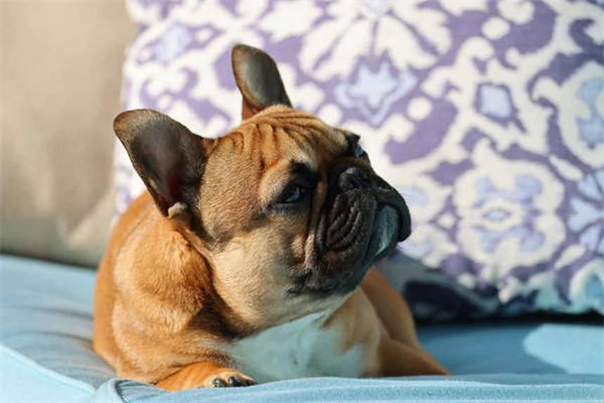 Gabapentin for Dogs: Uses, Dosage & Side Effects Explained