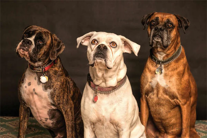 Gabapentin for Dogs: Uses, Dosage & Side Effects Explained
