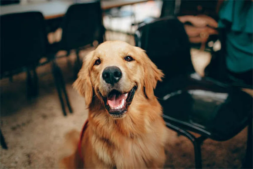 Furosemide for Dogs: What Pet Owners Need to Know
