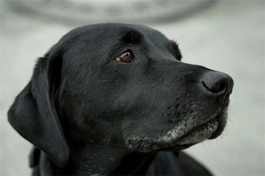 Dog Nutrition 101: What Makes a Balanced Dog Food?