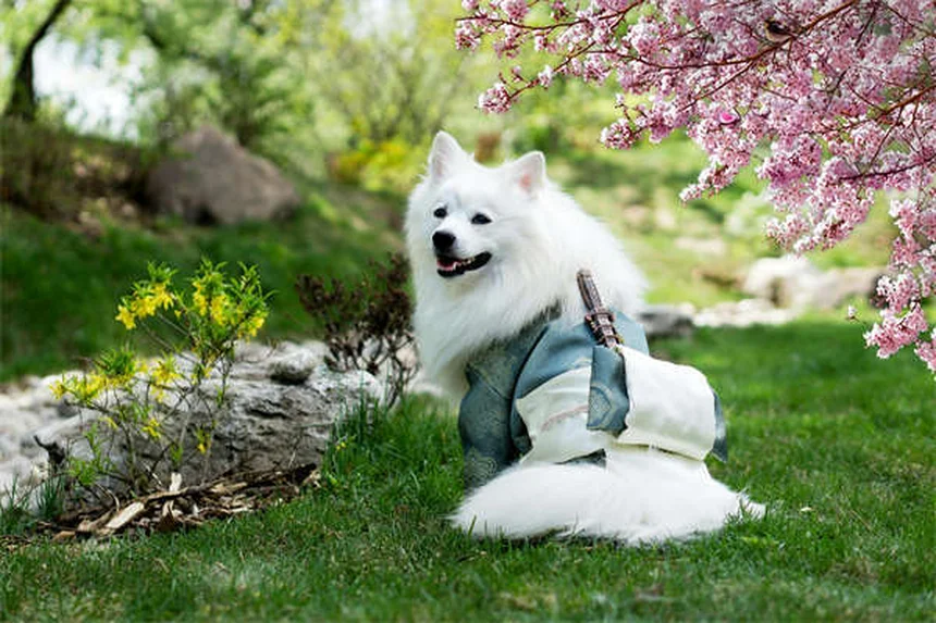 10 Must-Have Puppy Essentials for Your New Fur Baby