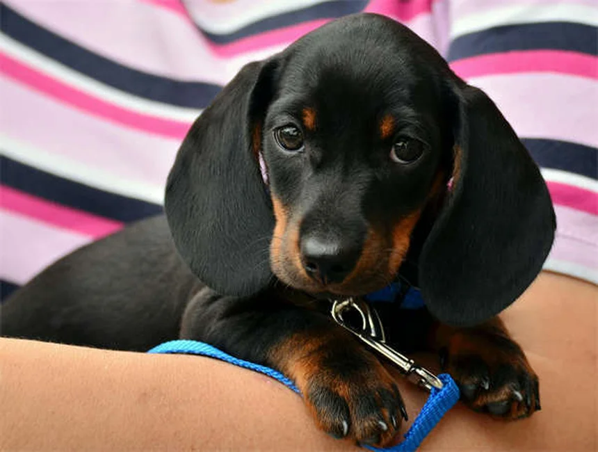 10 Must-Have Puppy Essentials for Your New Fur Baby