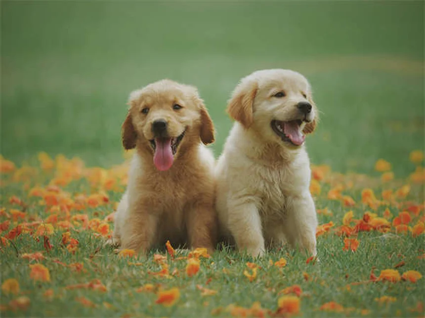 10 Must-Have Puppy Essentials for Your New Fur Baby