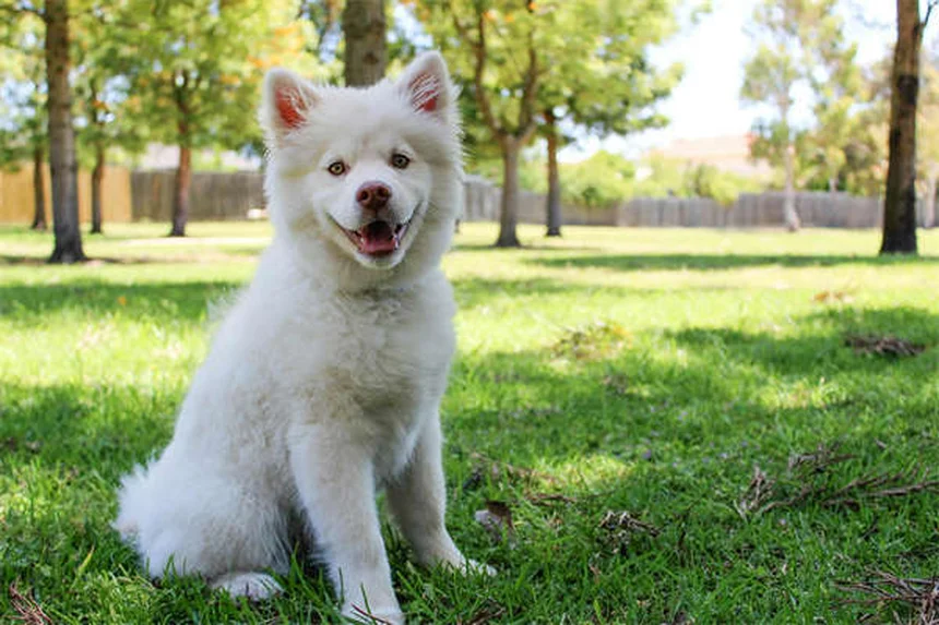 Angora Rabbit Care: 7 Essential Tips for Happy, Healthy Fluff Balls