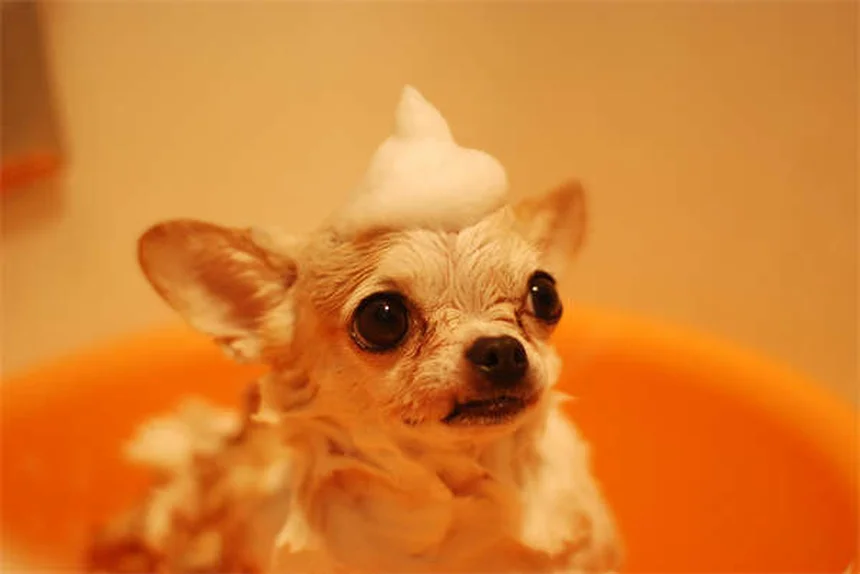 Rat Lice: 5 Warning Signs Your Pet Has Bloodsucking Pests