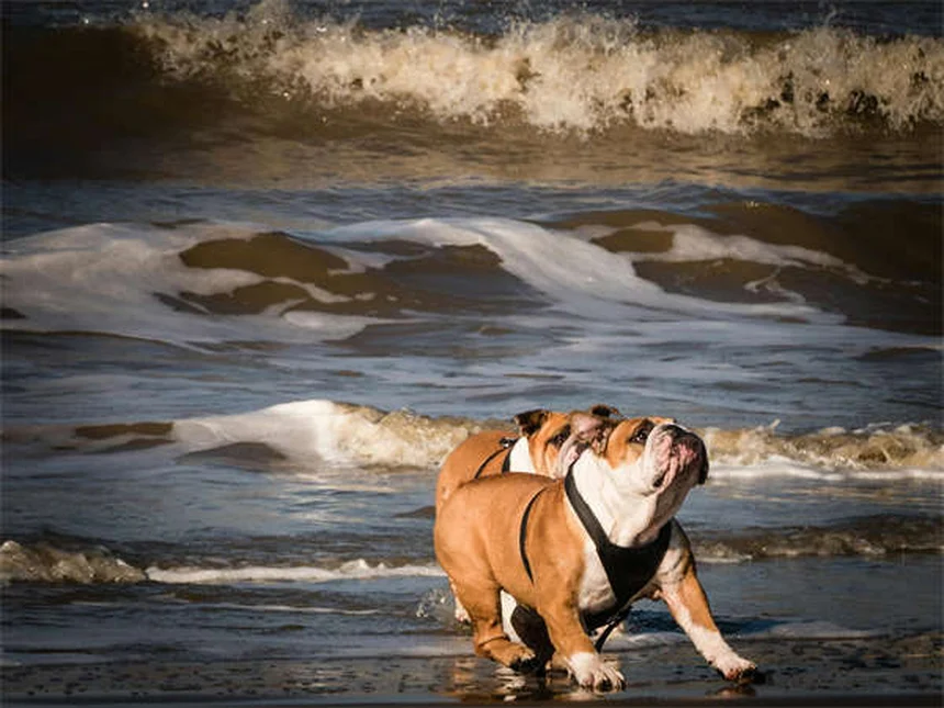 Why Is My Dog Sneezing So Much? 7 Common Causes & When to Worry