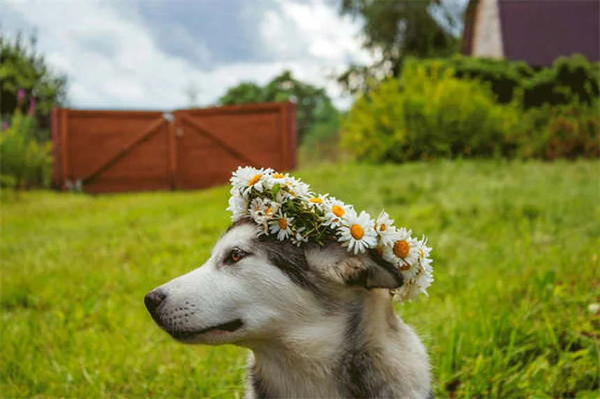 Why Is My Dog Sneezing So Much? 7 Common Causes & When to Worry