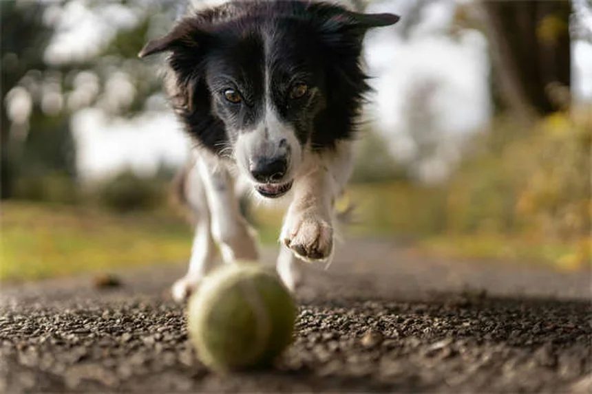 Why Is My Dog Sneezing So Much? 7 Common Causes & When to Worry